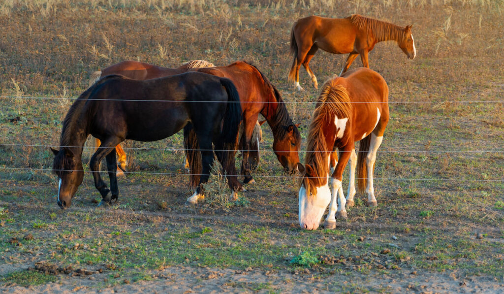 A herd of horses graze in a field with wife fence