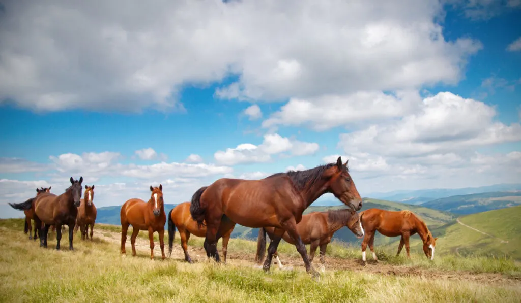 A herd of horses in the mountains  ee220329
