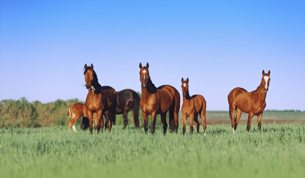 A herd of young foals and mare