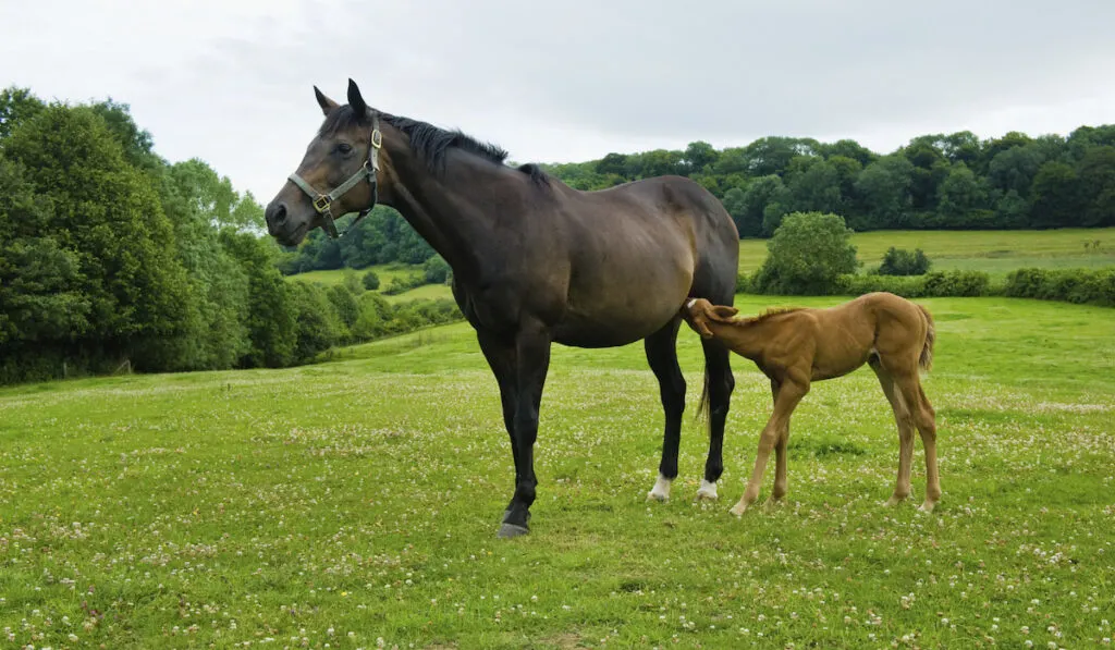 A horse and foal in a field