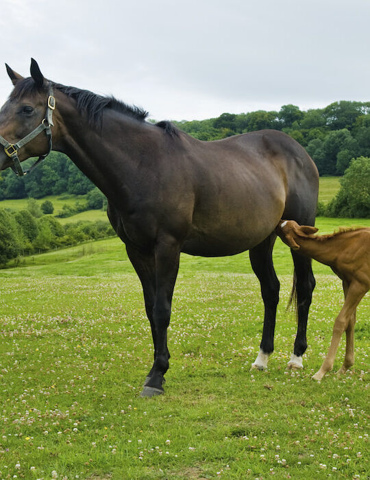 A-horse-and-foal-in-a-field
