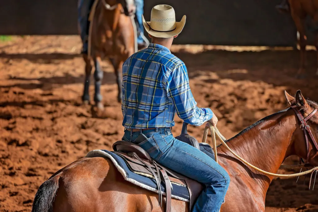 A horse and rider in a western style equestrian cutting competition