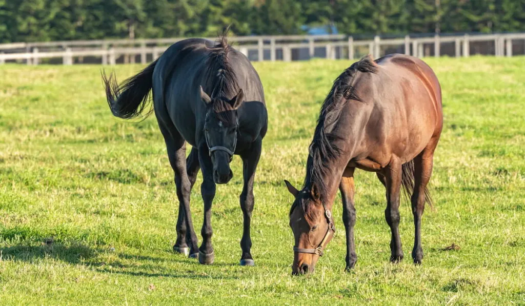 A horse being grazed in a pasture