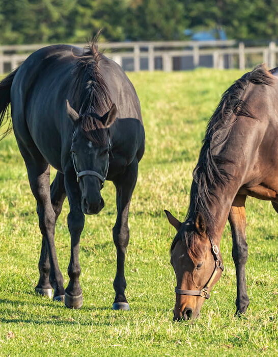 horse grazing in the pasture