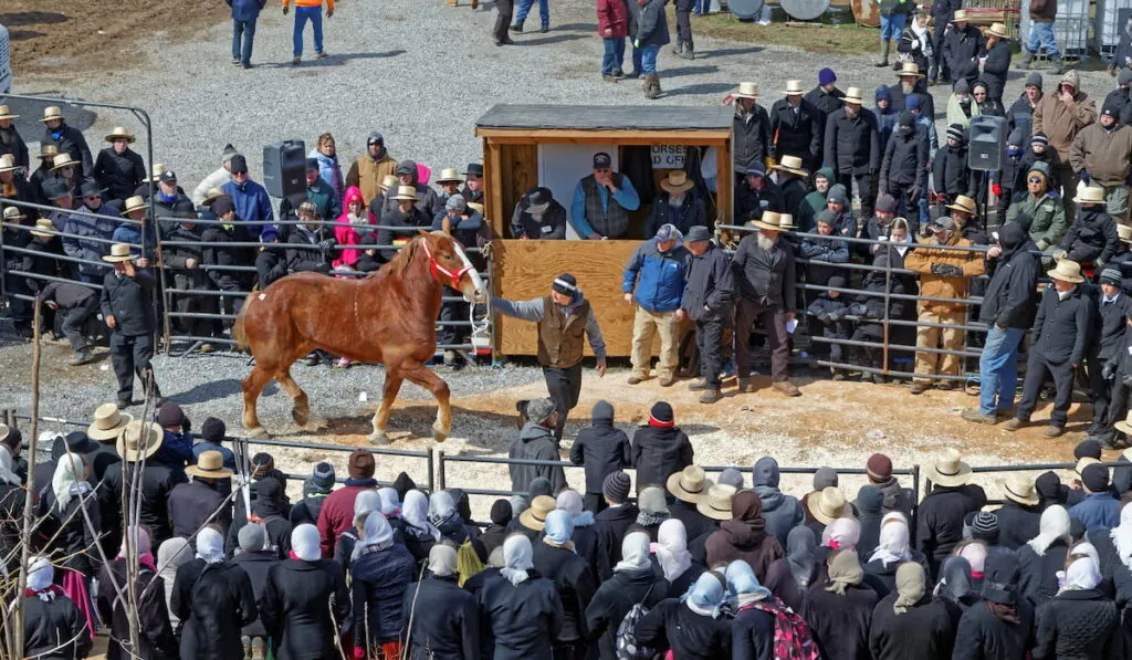 A horse for sale at the annual spring auction 