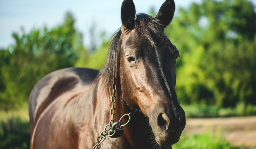 A horse in a meadow in summer