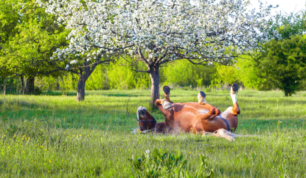 A horse is rolling on a meadow