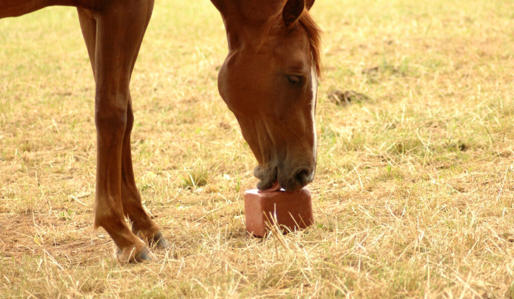 Horse licking a salt