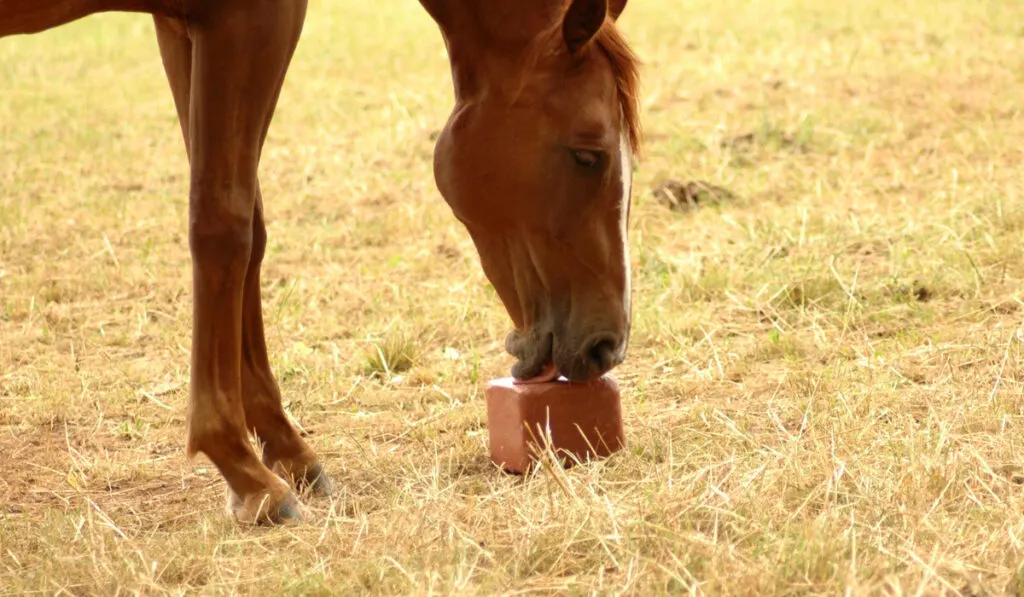 A horse licked a salt with pleasure