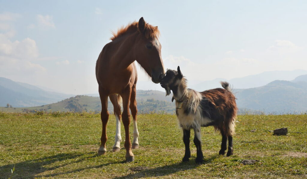 A horse making a friend with goat on the pasture 