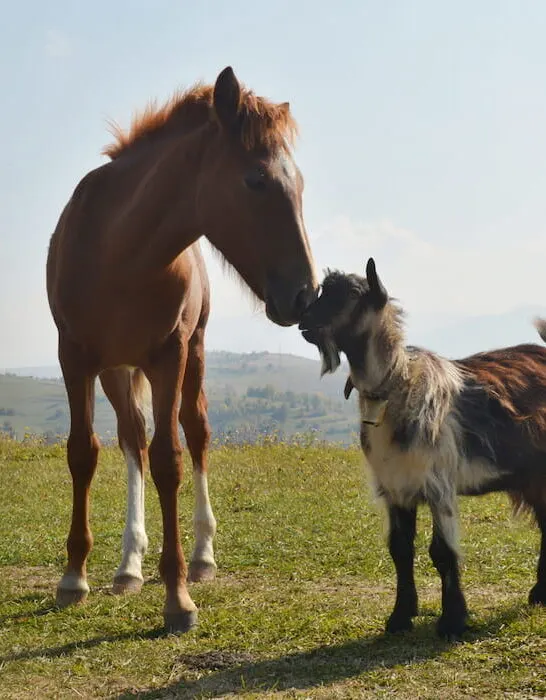 horse and goat friendship