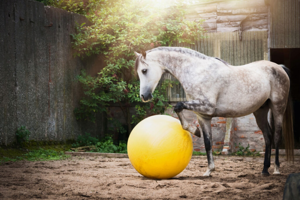 A horse playing a yellow big ball