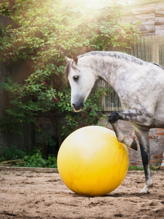 A horse playing a yellow big ball