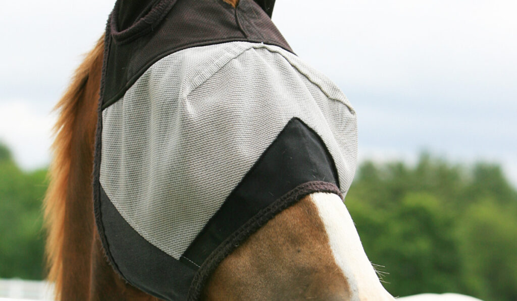A horse standing looking over a fence with a fly mask on
