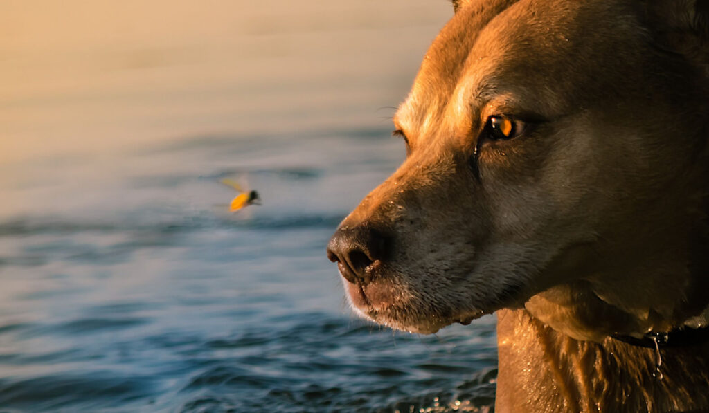 horsefly attacking a dog in shallow sea water