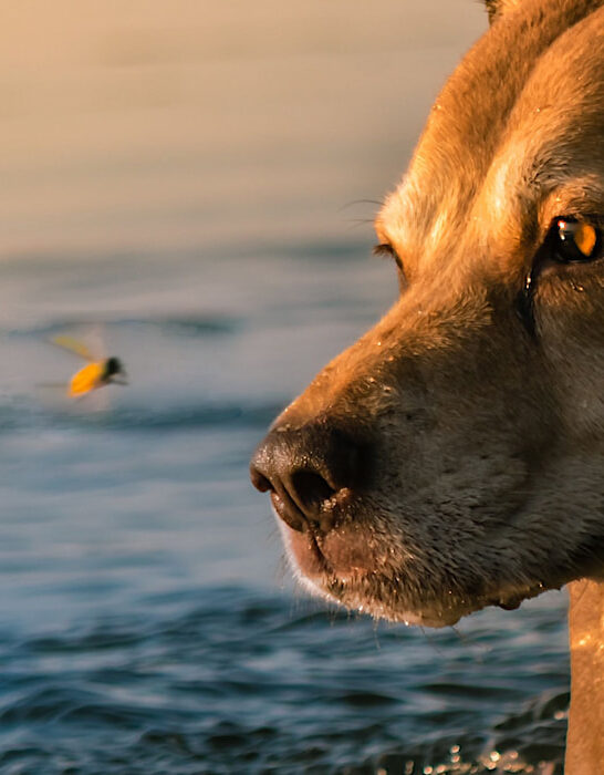 horsefly attacking a dog in shallow seawater