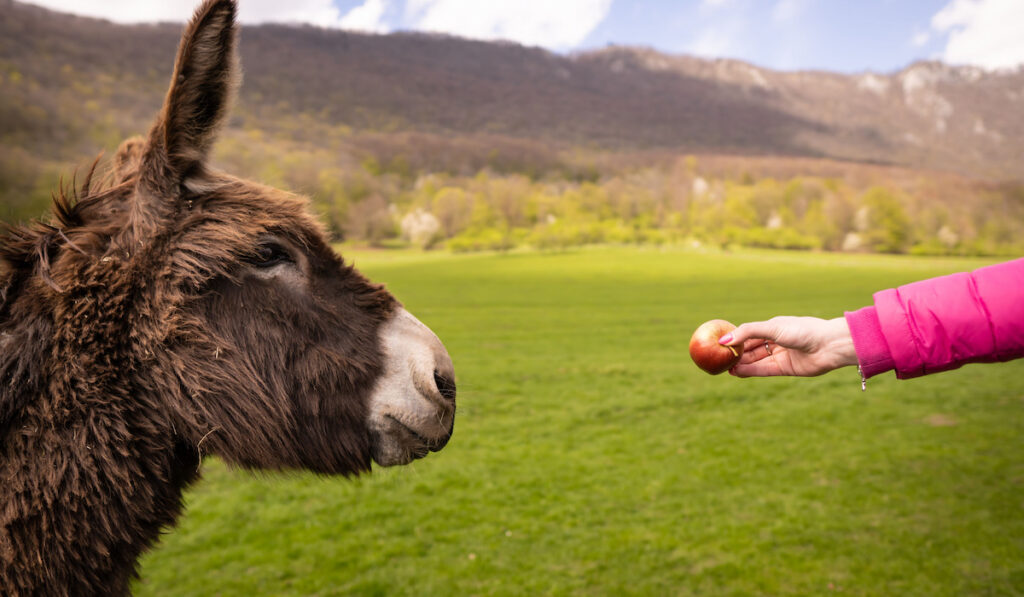 A hungry donkey goes to enjoy a juicy apple