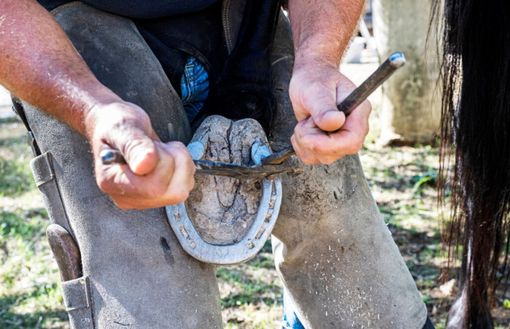 A man farrier removing horse shoe from horse hoof 