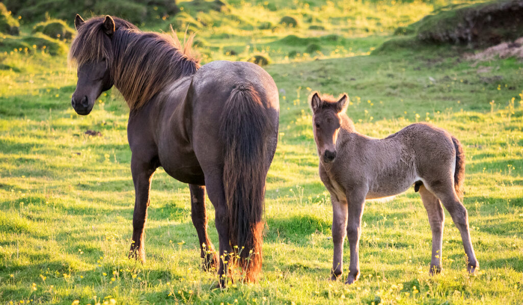 A mature horse and a foal beside it grazing