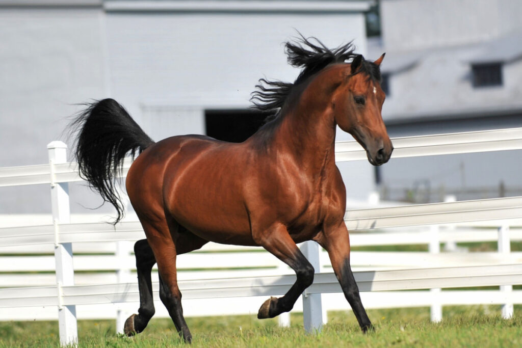 A morgan horse galloping in a fenced field