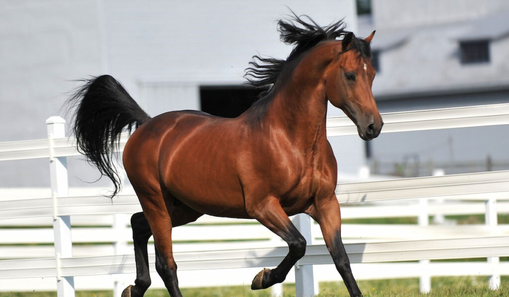 A morgan horse stallion exercises at liberty