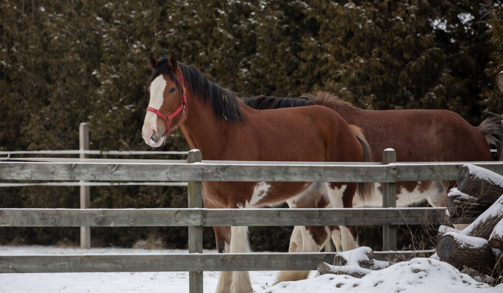 A pair of brown horses on a cold winter 