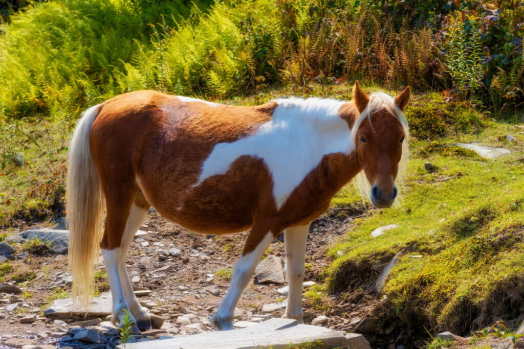 A pony wandering in the wild 