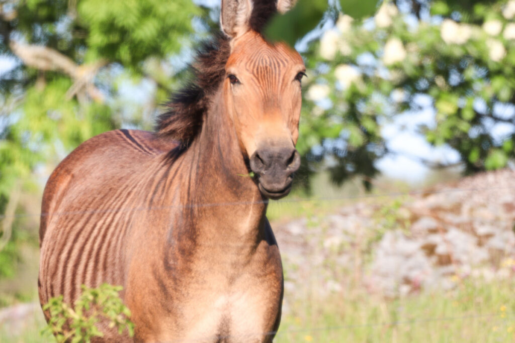 A portrait of a Zorse, a Zebra horse hybrid
