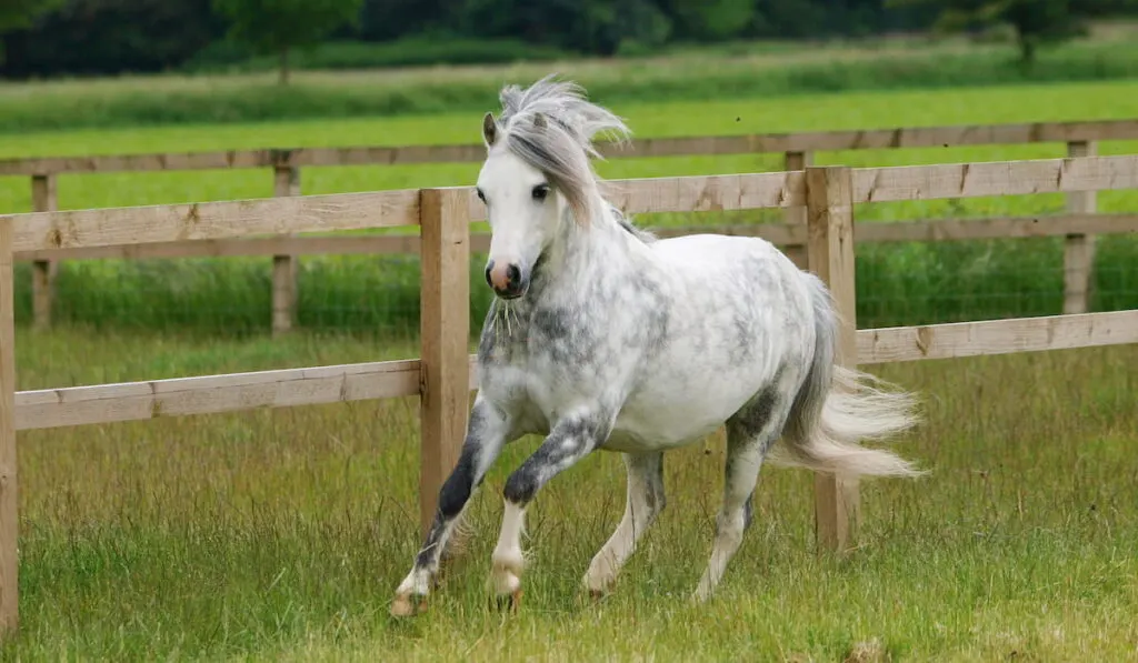 A pretty grey welsh pony