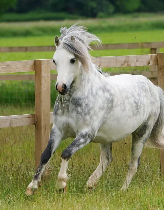 welsh pony