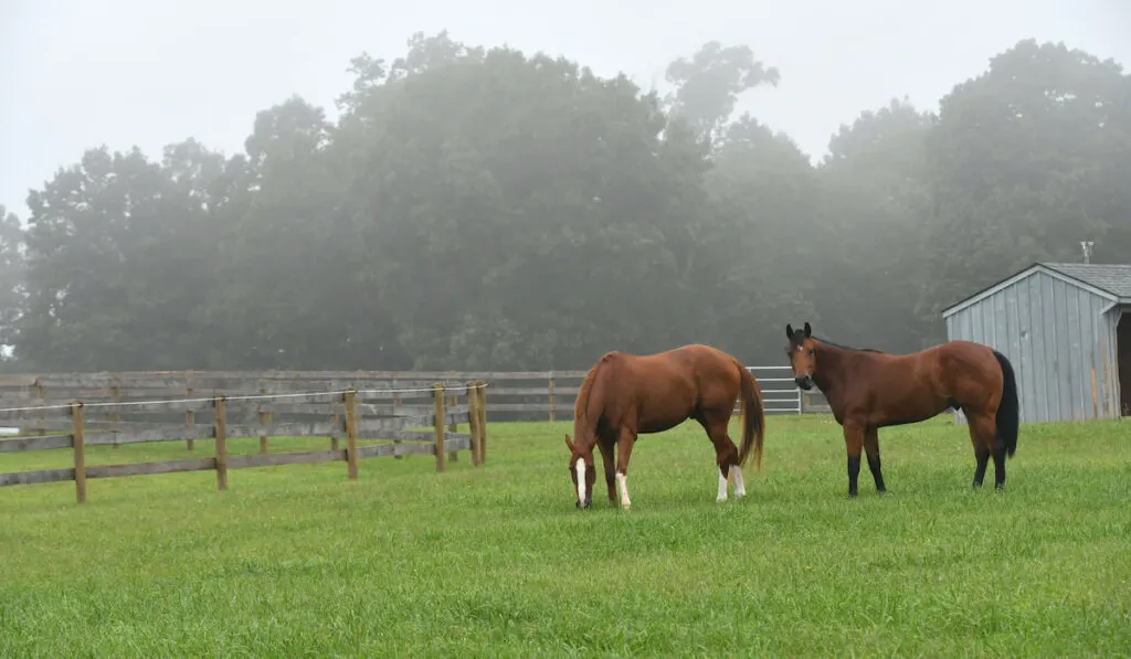 A quiet foggy morning on a horse farm in the country with horses in the pasture grazing and eating grass