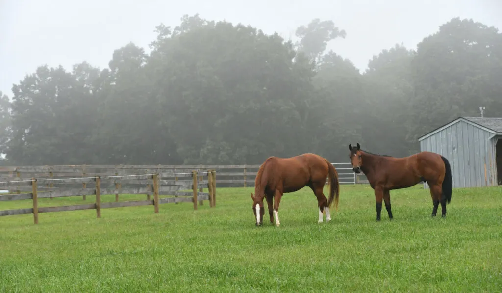 A quiet foggy morning on a horse farm in the country with horses in the pasture grazing
