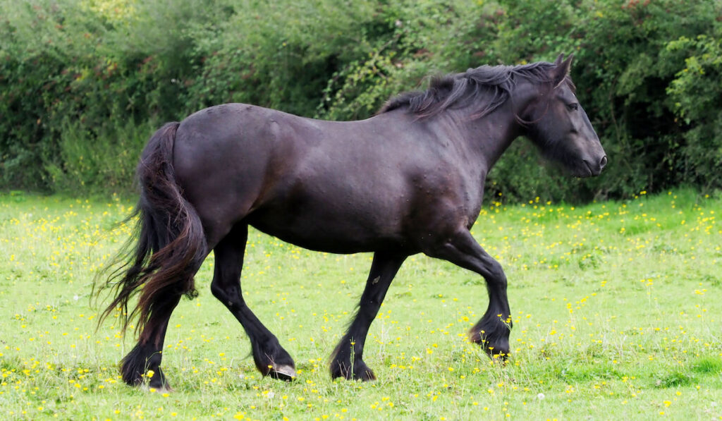 A rare breed Dales pony trots through a summer paddock.