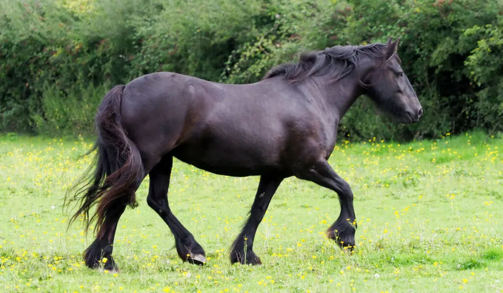 A rare breed Dales pony trots through a summer paddock.
