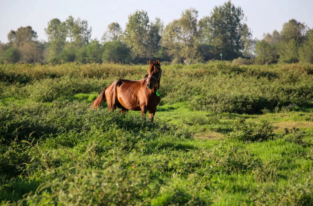 rare breed of caspian horse standing in the middle of nowhere