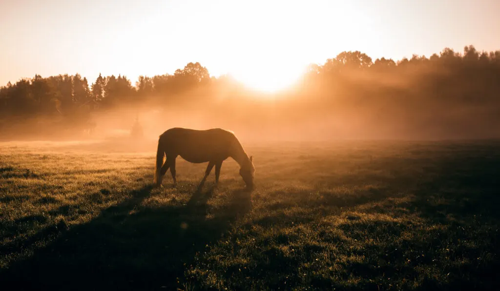 A red horse on the background of an orange sun in a foggy field in the morning