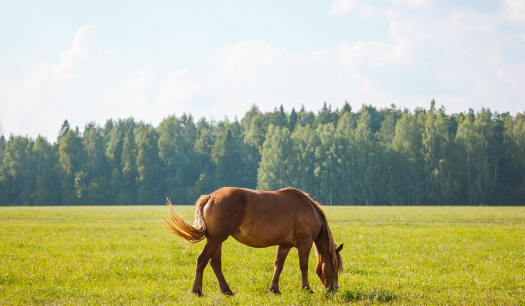 A red or brown horse with a long mane in the pasture at a horse farm
