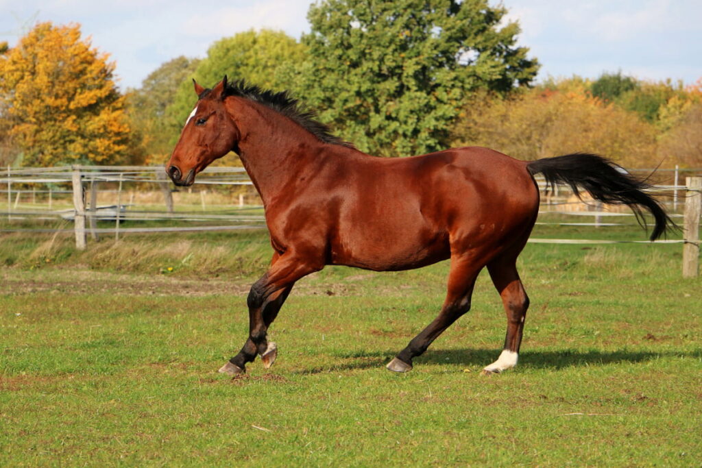 A red quarter horse running on the field