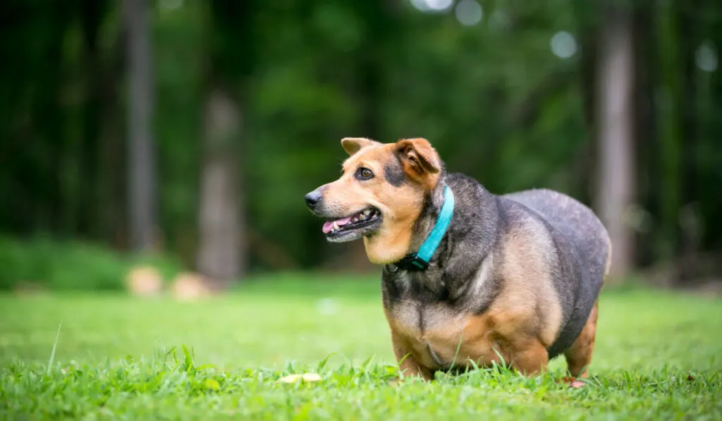 A severely overweight Welsh Corgi