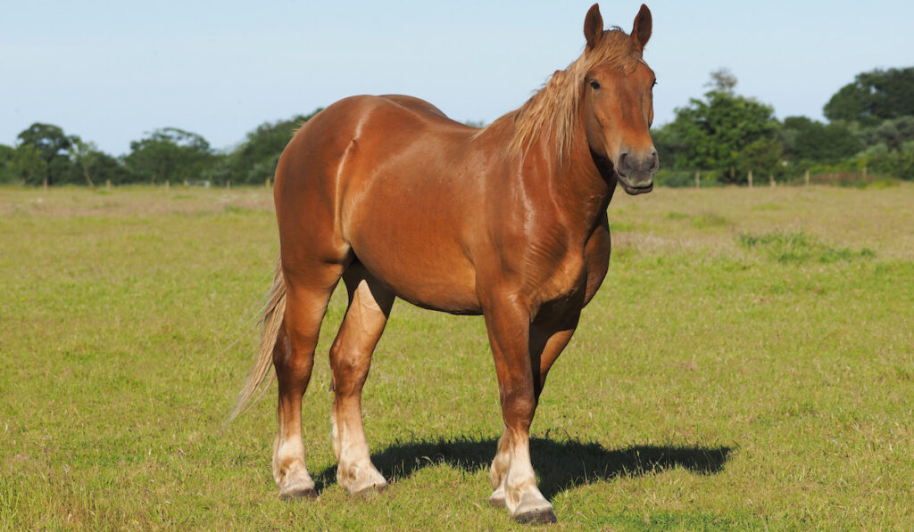 A single chestnut horse stands in a summer paddock