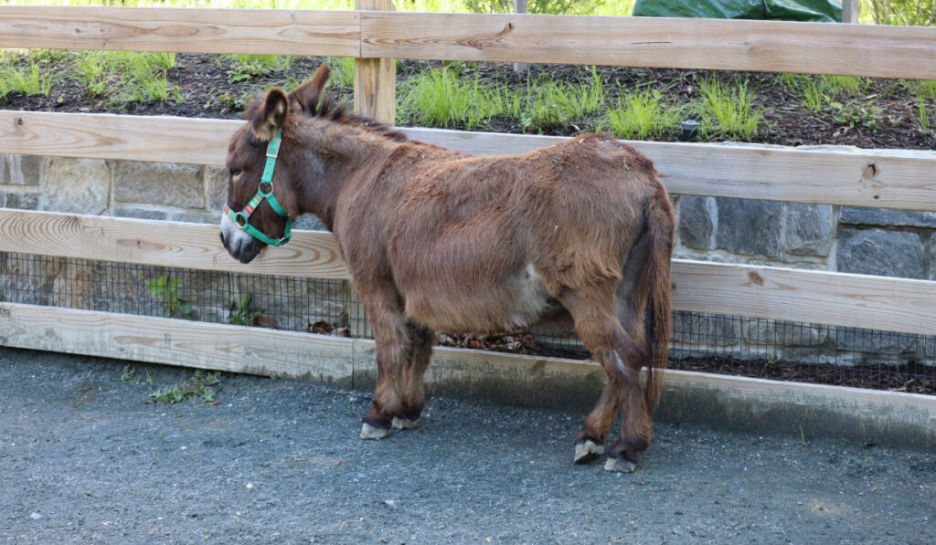 A small and shy miniature donkey