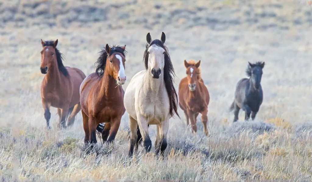 A small herd of mustang horses