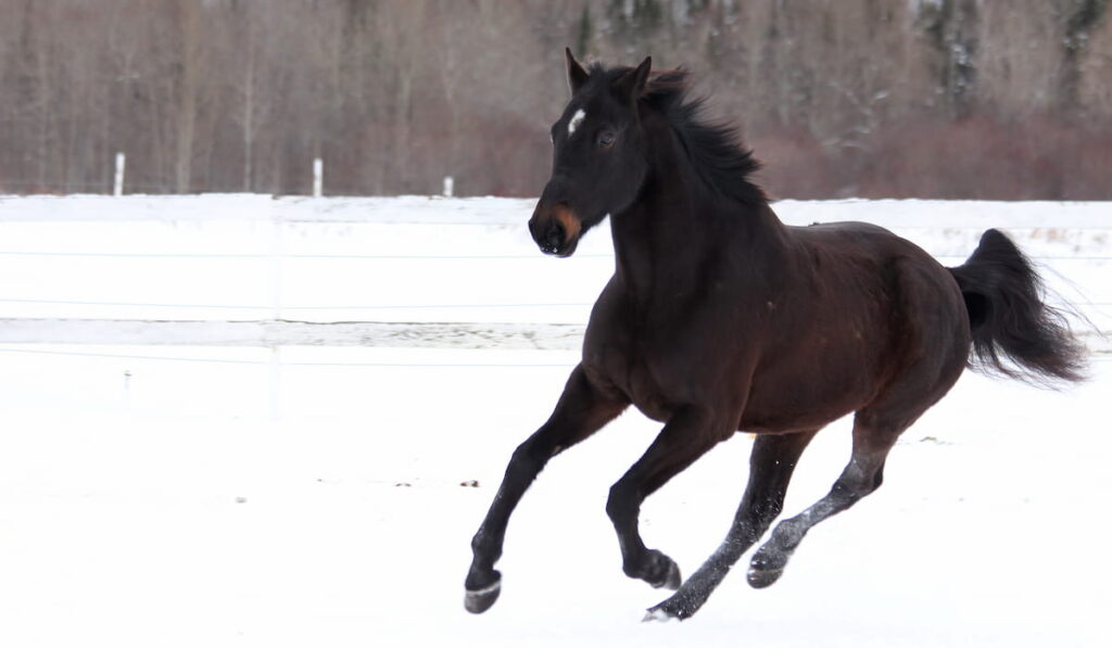 A standardbred horse galopping in the snow