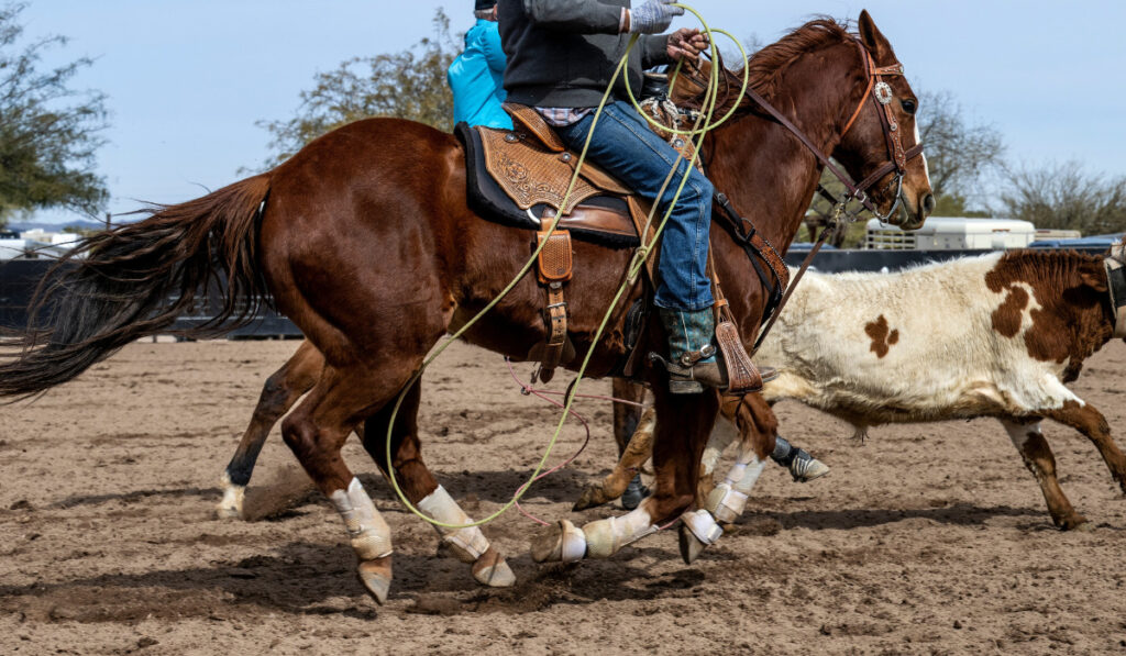 A steer and a horse running in a roping event
