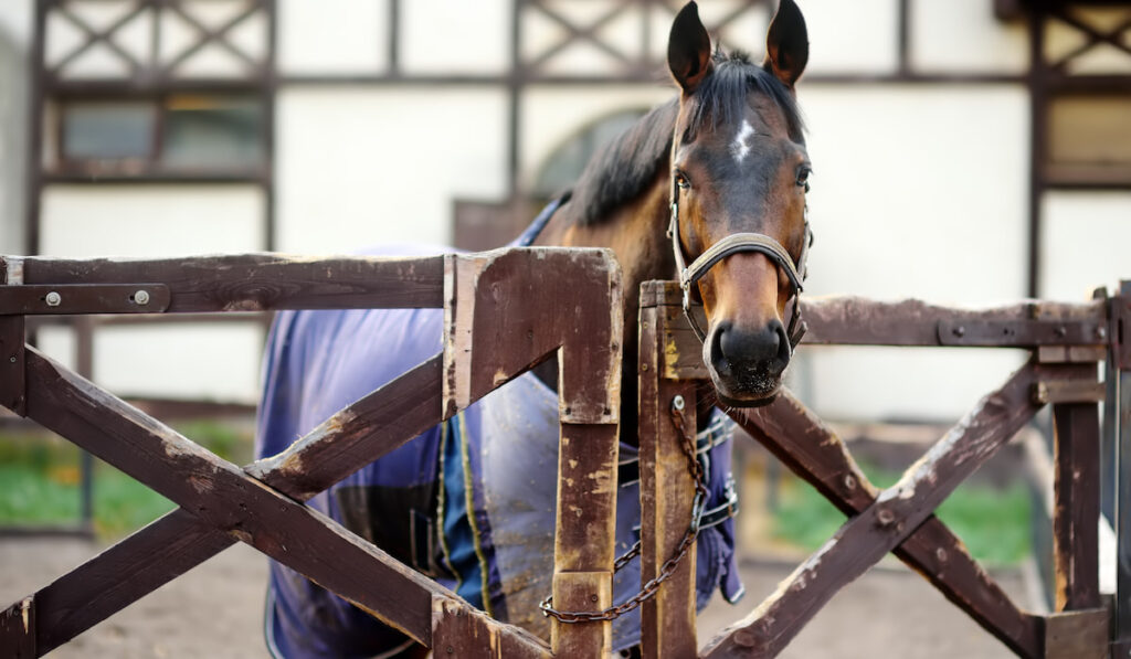 A thoroughbed horse behind a wooden fence