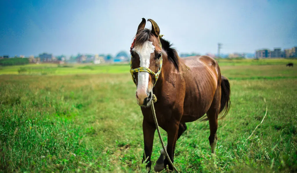 A tied-up brown horse with a white pattern on head looking forward in a green field