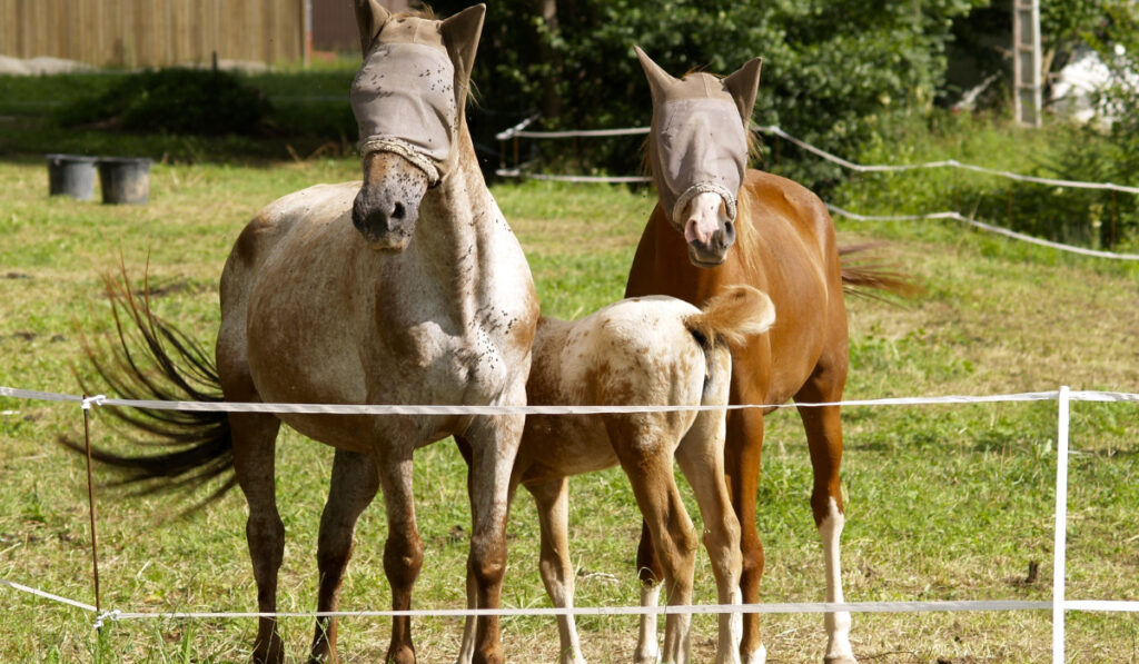 A view of two horses and a foal with their eyes covered with a fly mask in the green field

