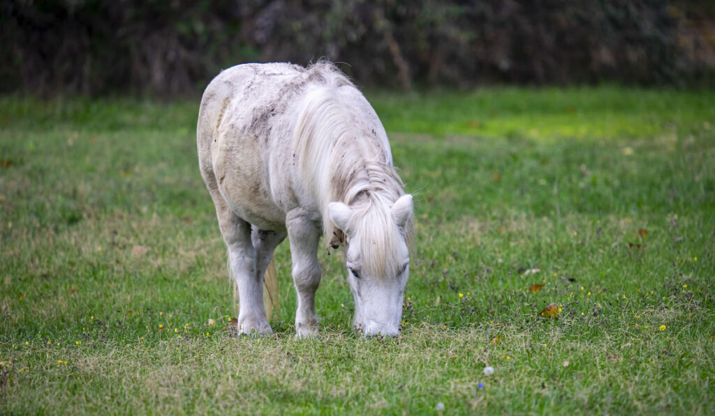 A white Boulonnais horse grazing in the field
