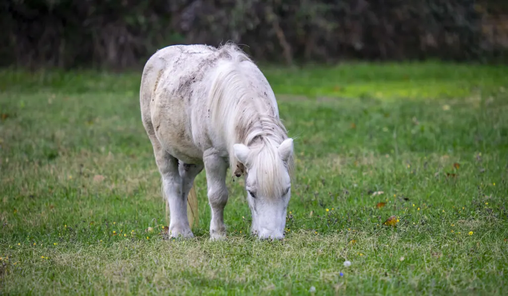 A white Boulonnais horse grazing in the field