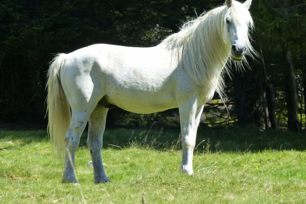 A white Lipizzan horse standing on the green grass under the sun